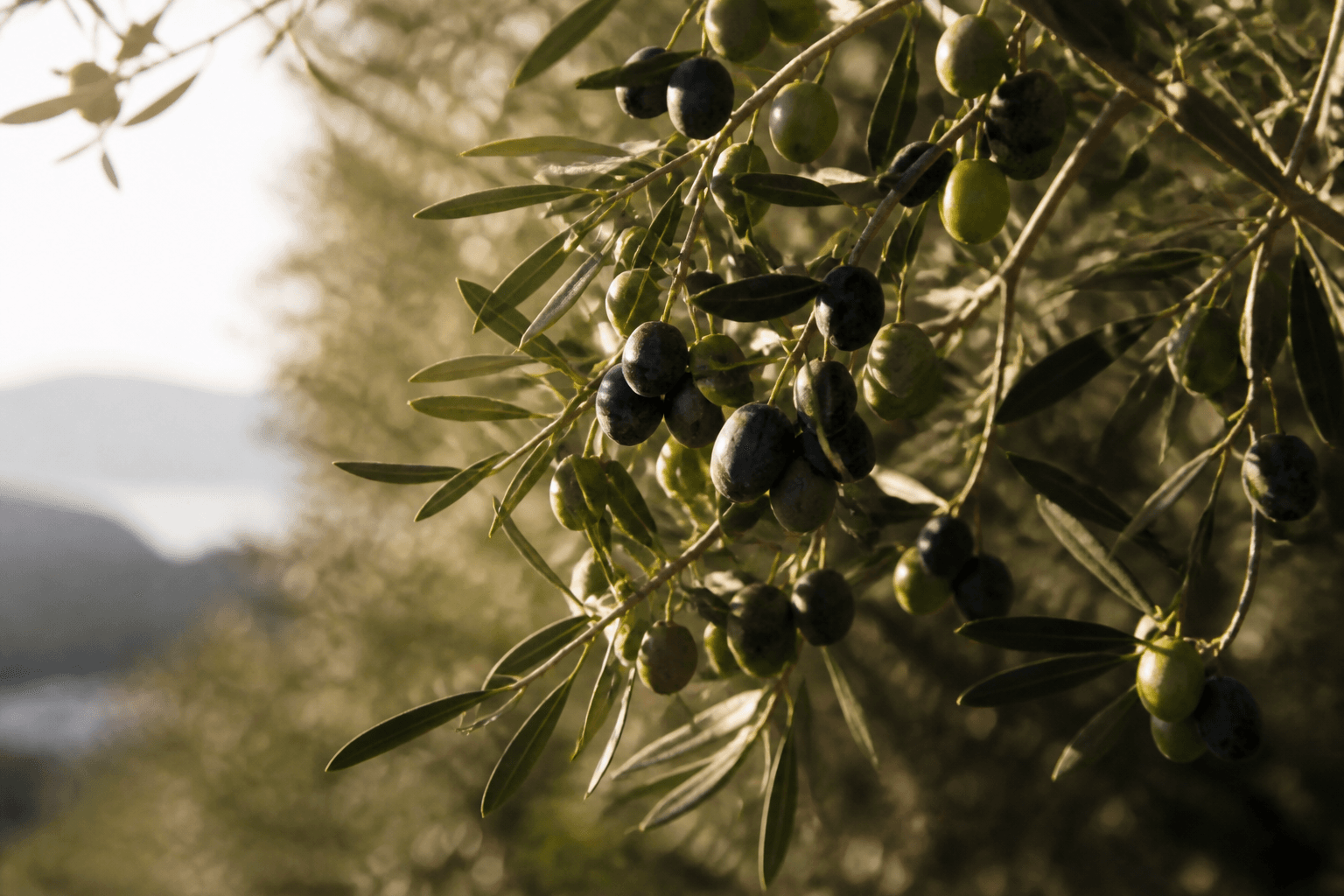 Olive branches heavy with ripe green and dark olives in warm afternoon light